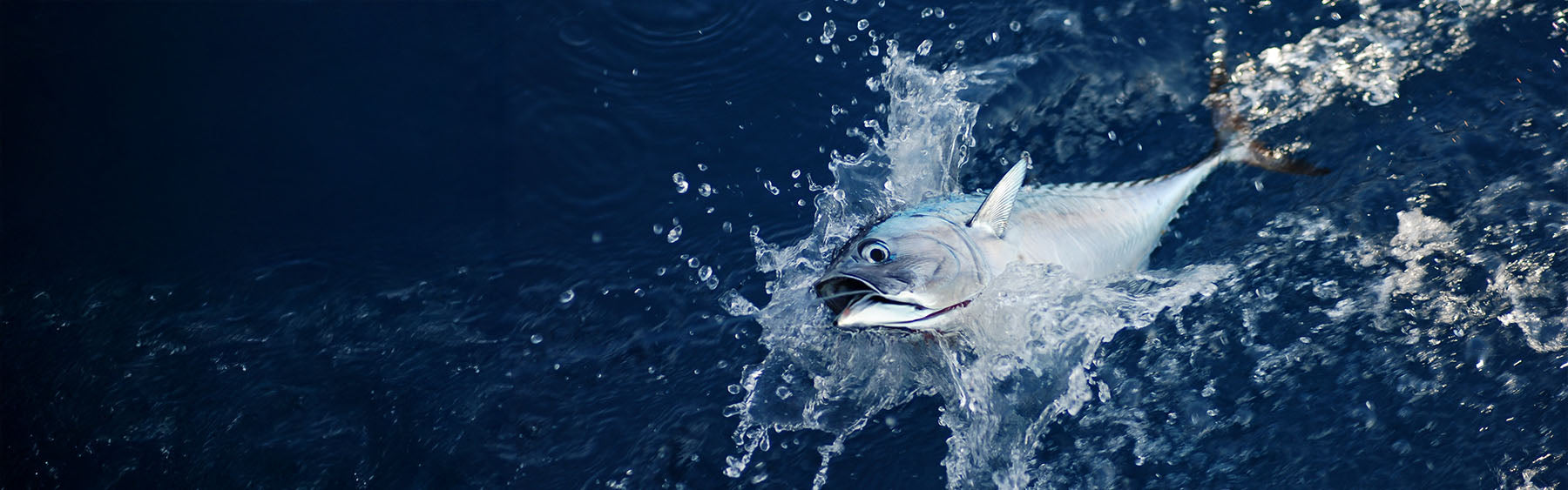 Edge Rods Pelagic