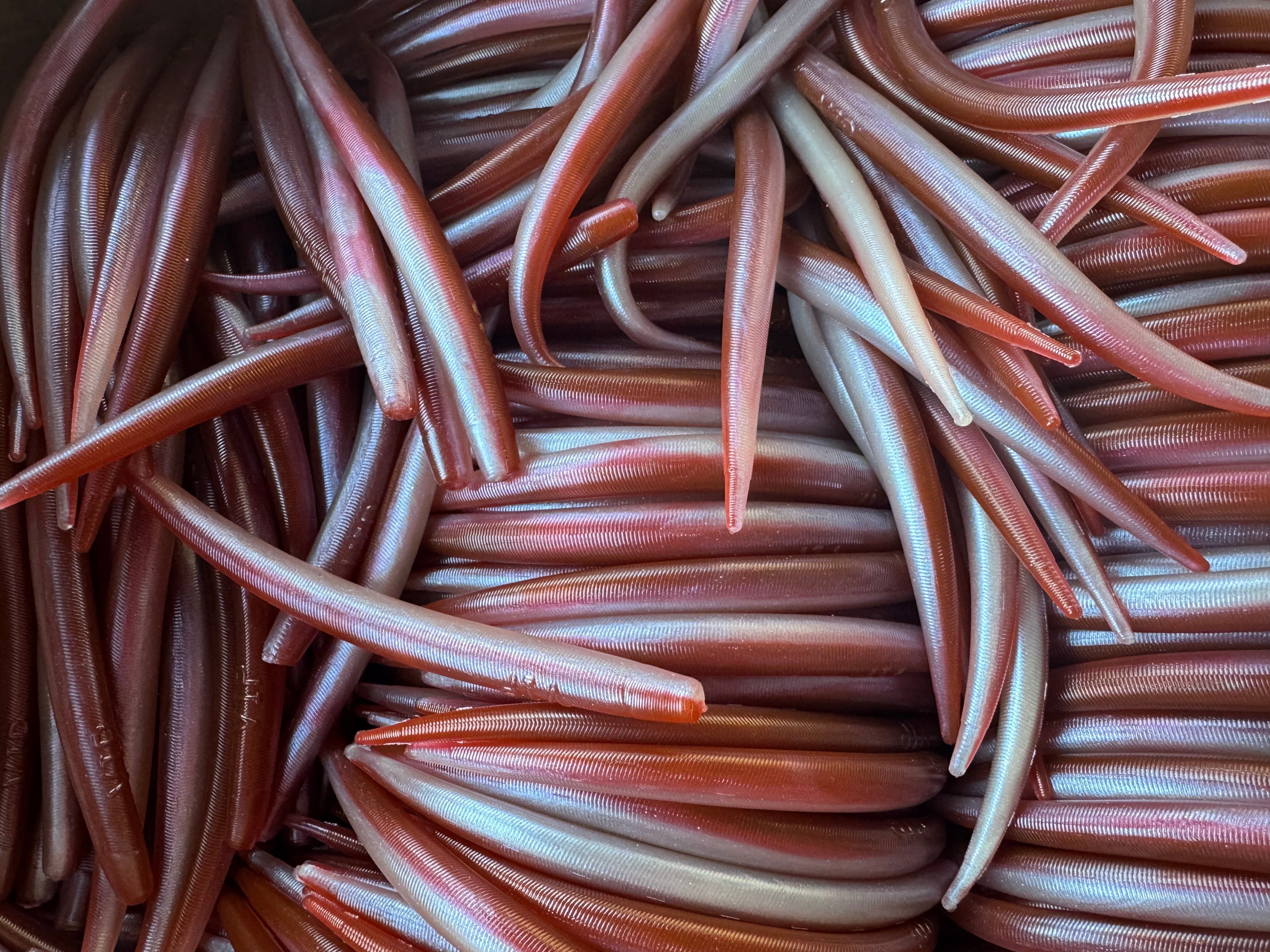 6" Bloody Tuna Eel (Single Bait)