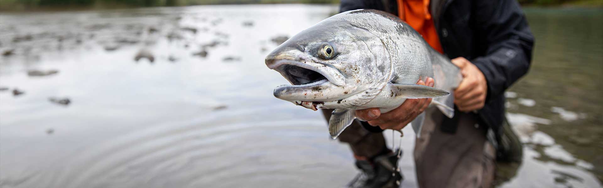 All Salmon Blanks